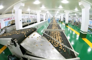金正恩視察平壤食品工廠，創新設備彰顯國家實力與自豪